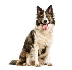Mixed breed dog sitting against white background