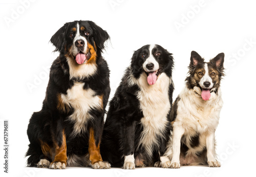 Bernese mountain dog, Border Collie and Mixed-breed dog sitting