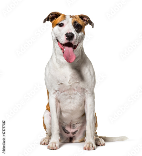 Wallpaper Mural mixed-breed dog sitting in front of a white background