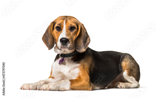 Beagle laying in front of white