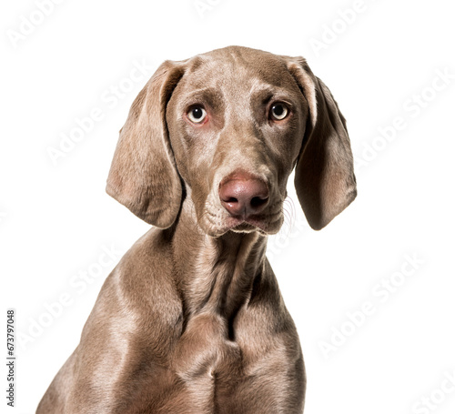 Weimaraner dog looking at camera against white background