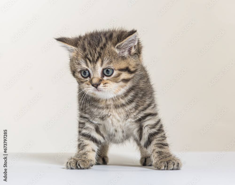 Fototapeta premium british longhair kitten on a white paper background