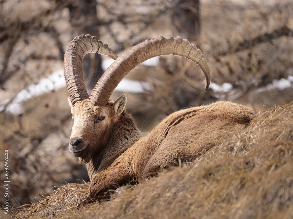 Ibex in the grass