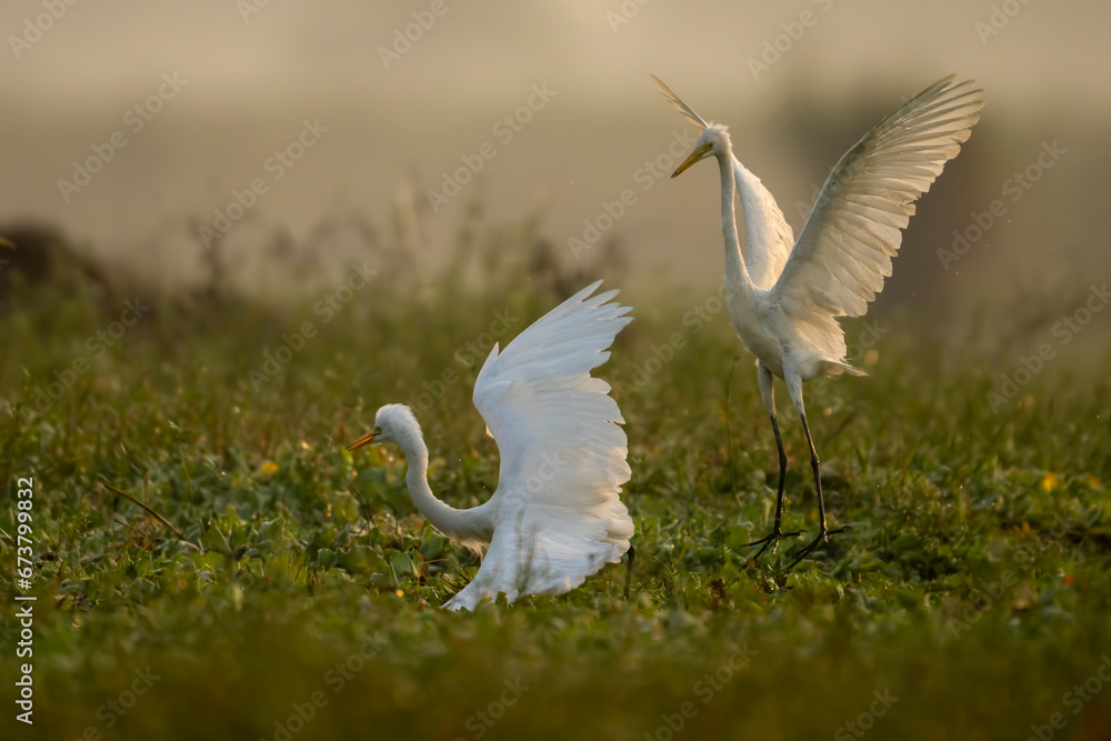 Fototapeta premium Great egrets Fighting in morning in Wetlan d