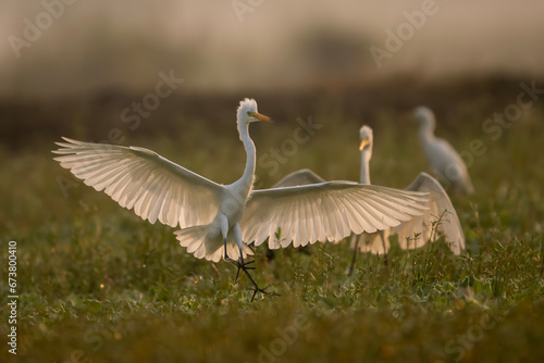 Fototapeta Naklejka Na Ścianę i Meble -  Great egrets Fighting in morning in Wetlan d