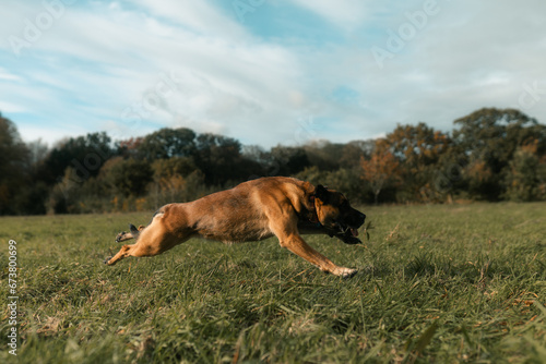 German Shepherd dog running, jumping, active puppy, young dog playing in a field, 