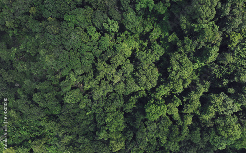 Aerial top view of green trees in forest. Drone view of dense green tree captures CO2. Green tree nature background for carbon neutrality and net zero emissions concept. Sustainable green environment.