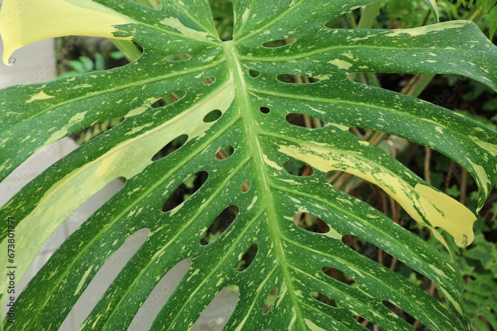 植物 植物