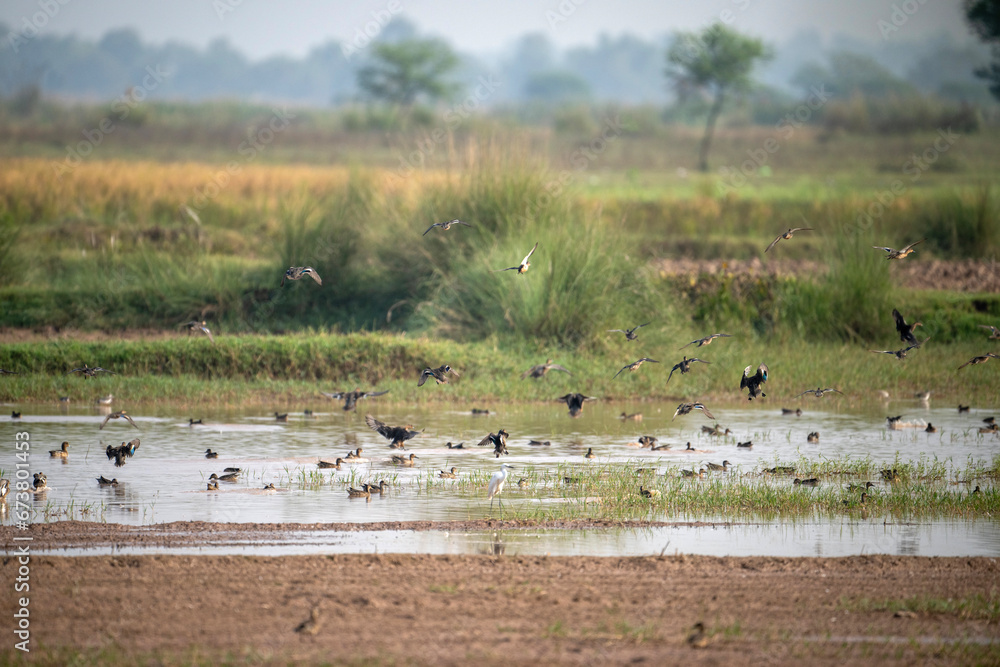 Fototapeta premium flock of ducks