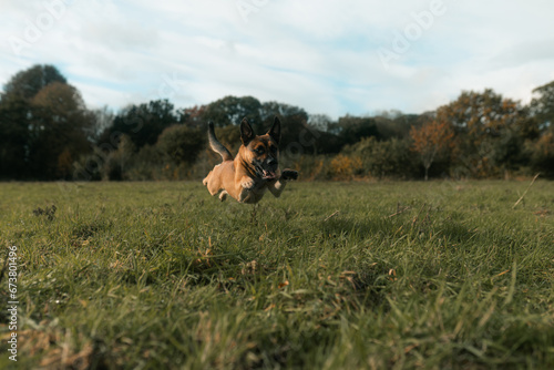 German Shepherd dog running, jumping, active puppy, young dog playing in a field, 
