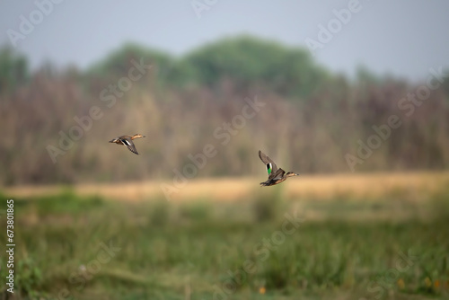 flying birds in the field © tahir