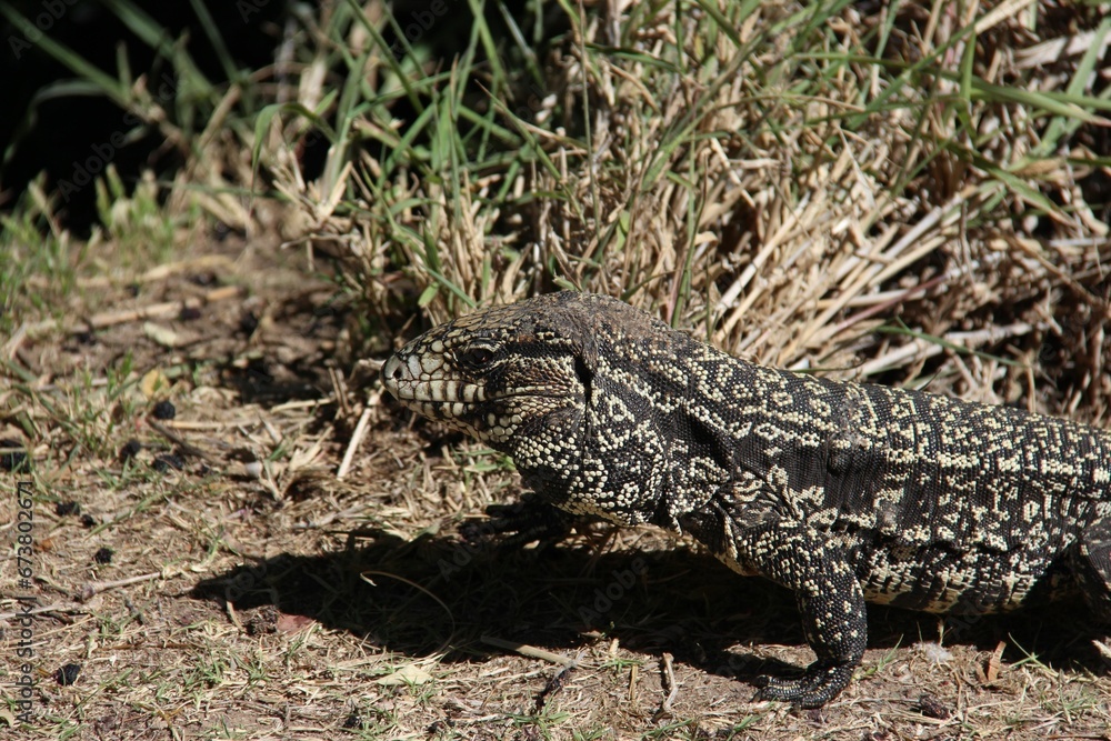 Argentine black and white tegu ambling along a dusty path. Argentine black and white tegu ambling along a dusty path.