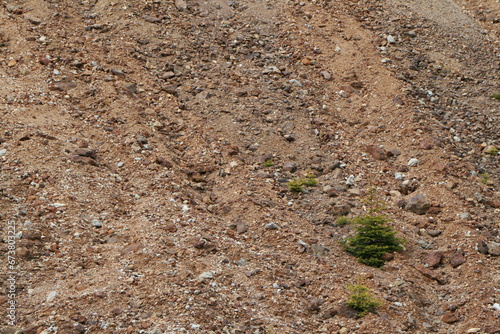 Canvas Print A petite tree stands tall amidst the barrenness of a dirt field