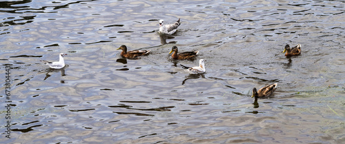 Waterfowl wild birds ducks and seagulls swim in the pond