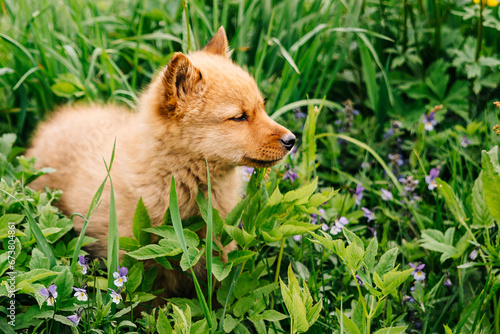 Pet. A red-haired dog. A Finnish pomeranian puppy, one month old, in the grass with flowers. Hunting, service Karelo-Finnish nimble dog. Karelian bear dog. Looks at the right © Anna