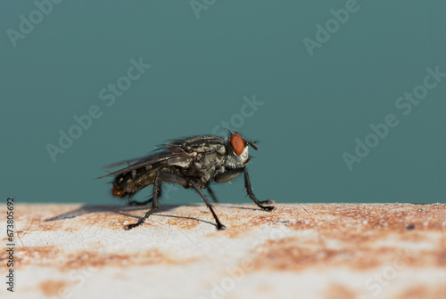 Hydrotaea dentipes is a fly from the family Muscidae. Its larvae have been found in the dung of animals and humans photo