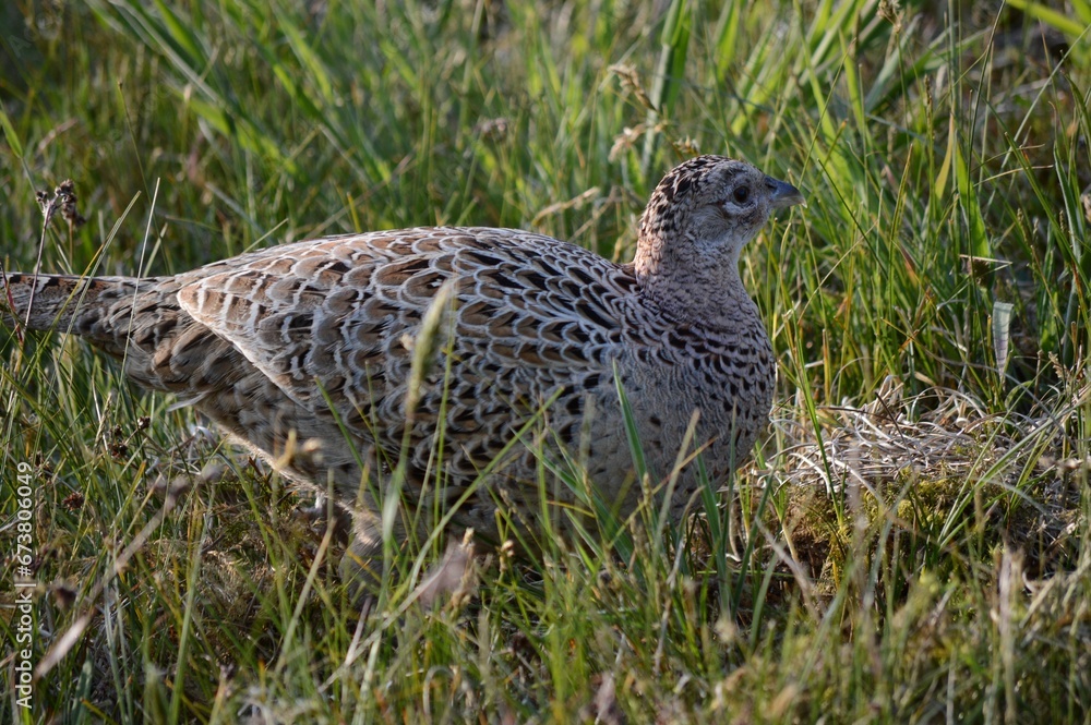 Pheasant in the middle of a field of tall grass Pheasant in the middle of a field of tall grass