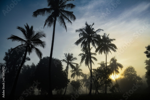 A rare view of sunrise or sunset over the tall coconut trees during a foggy day