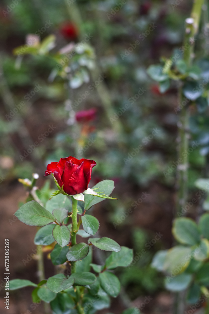 Red rose plant in the garden, close up photo Red rose plant in the garden, close up photo