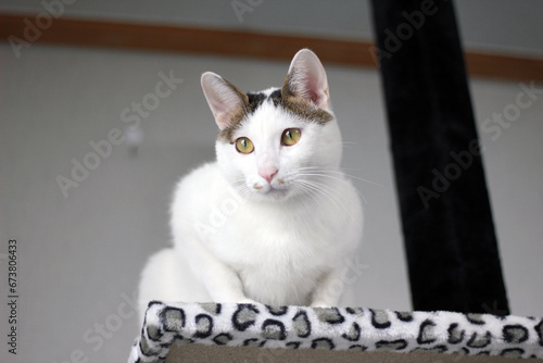 Foto Cute Japanese Bobtail cat playing on a leopard print cat tower