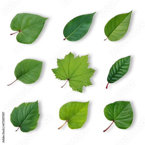 Isolated top view different style of green leaves set summer leaves