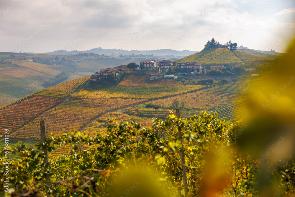 Naklejka premium vineyards near Barbaresco, Piedmont in autumn