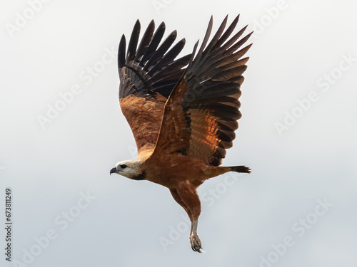 Black-Collared Hawk