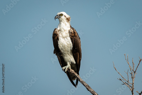 Osprey