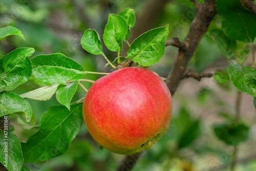 close up of red apples on tree
