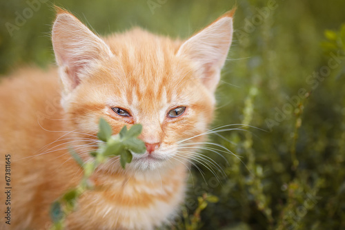 red kitten in green grass © alexbush
