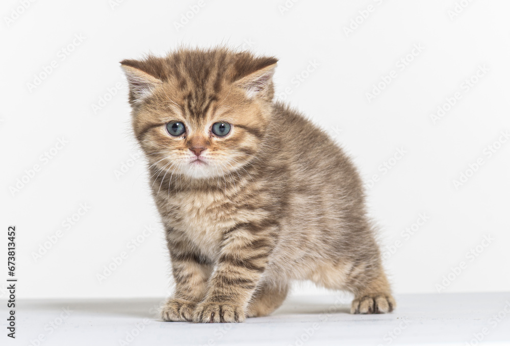 british longhair kitten on a white paper background