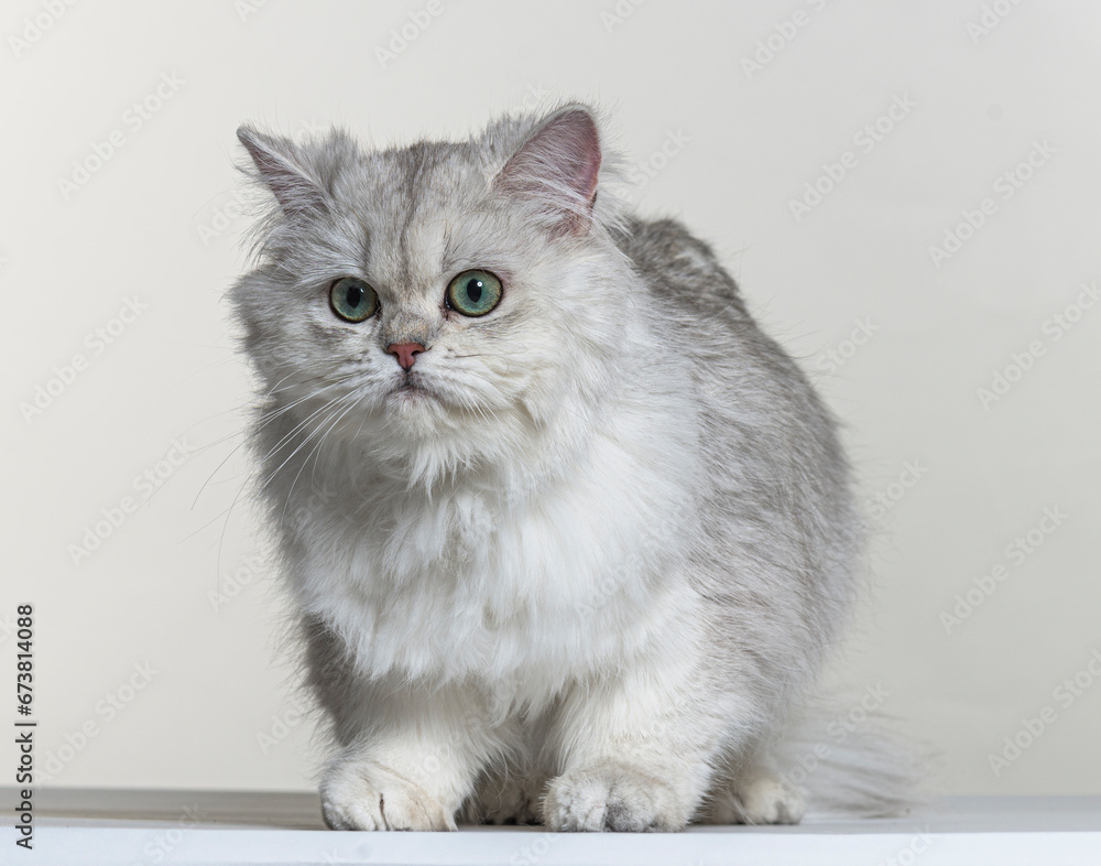 british longhair on a white paper background
