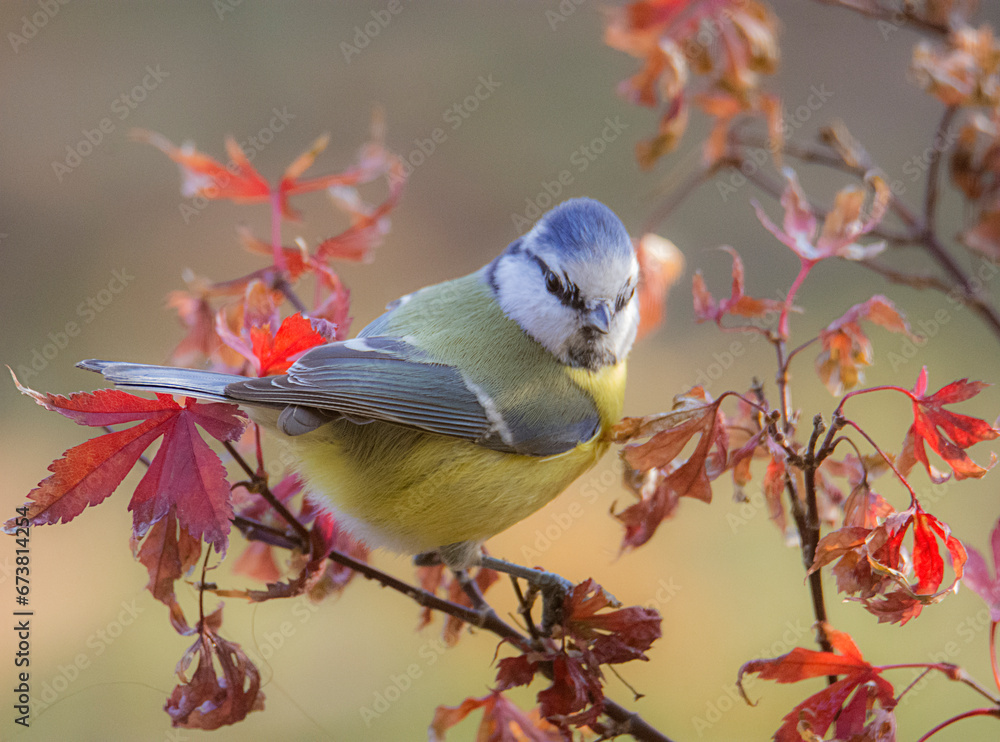 European Blue tit, Cyanistes caeruleus, perched on an autumn branch against vivid background.