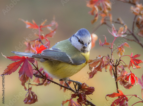 Obraz na płótnie European Blue tit, Cyanistes caeruleus, perched on an autumn branch against vivid background. w salonie