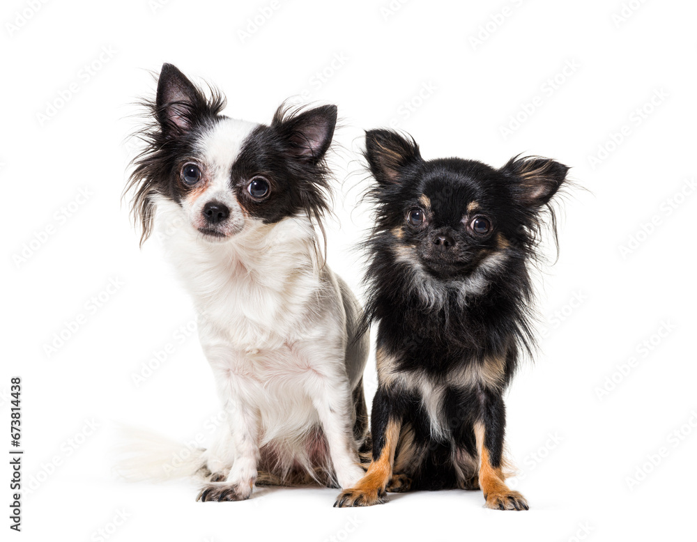 two chihuahua together, isolated on white