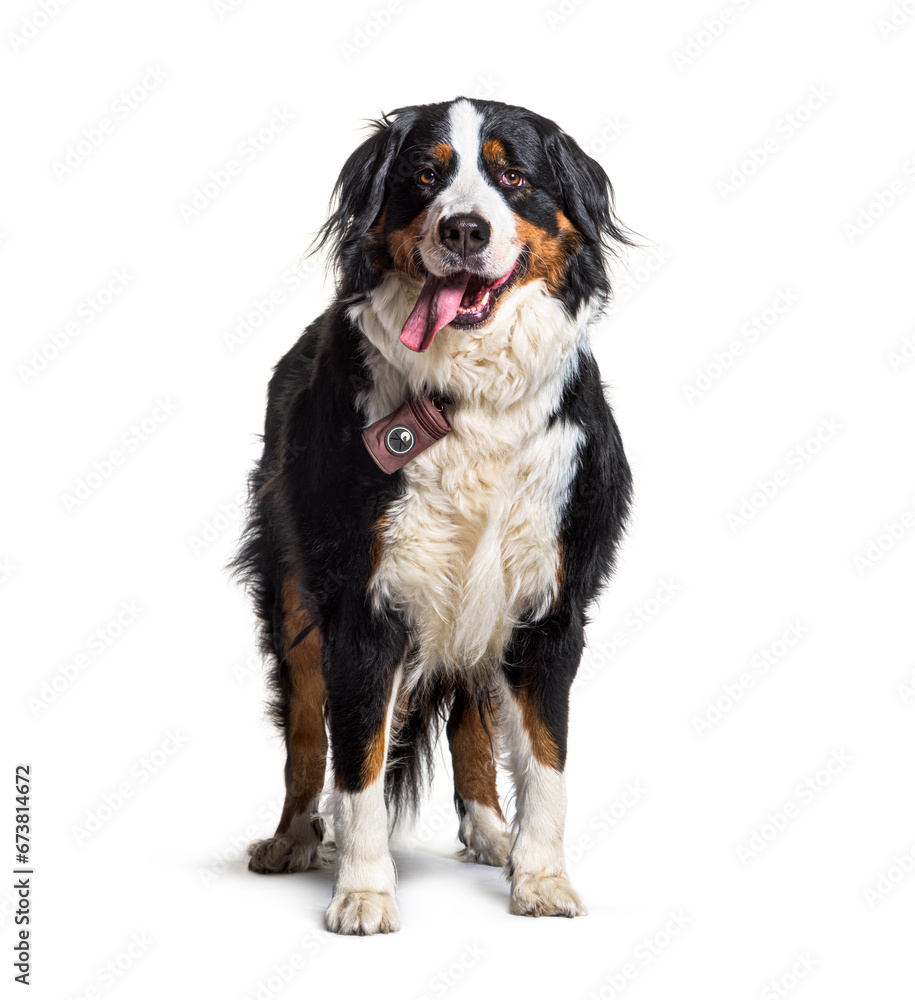 Bernese mountain dog panting isolated on white