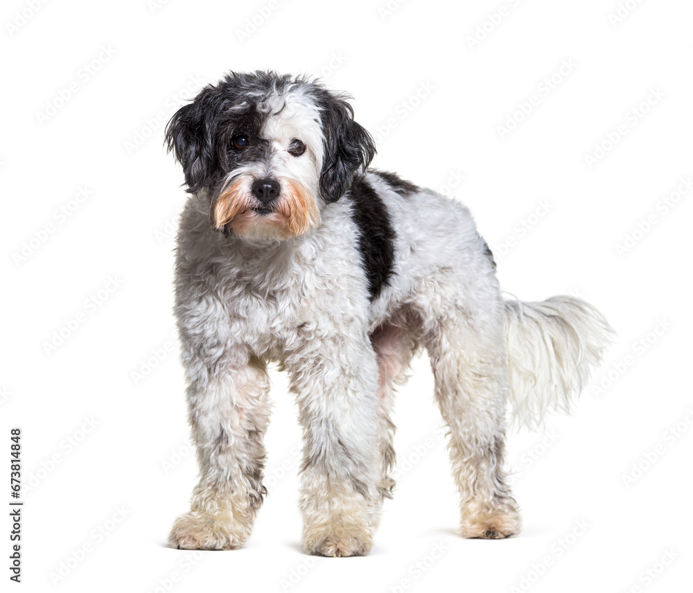 Mixedbreed dog isolated on white