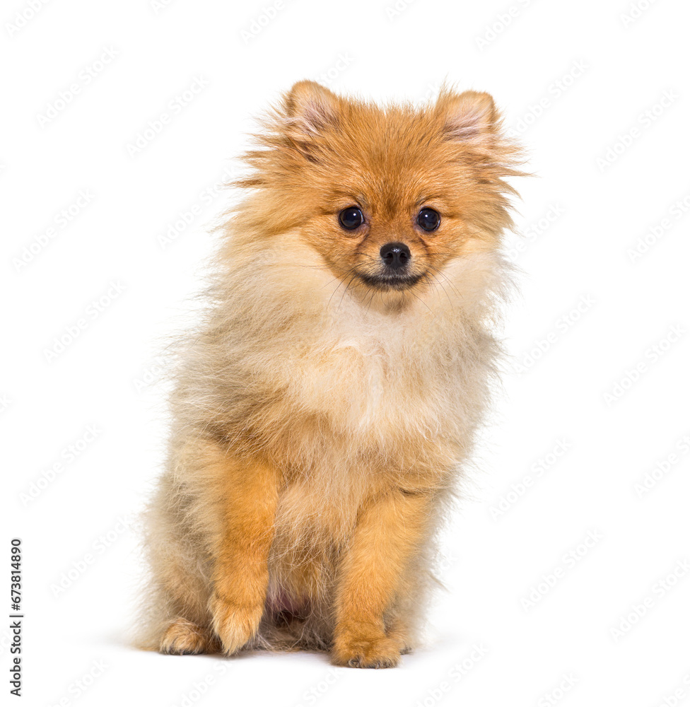 Pomeranian dog isolated on white Pomeranian dog isolated on white