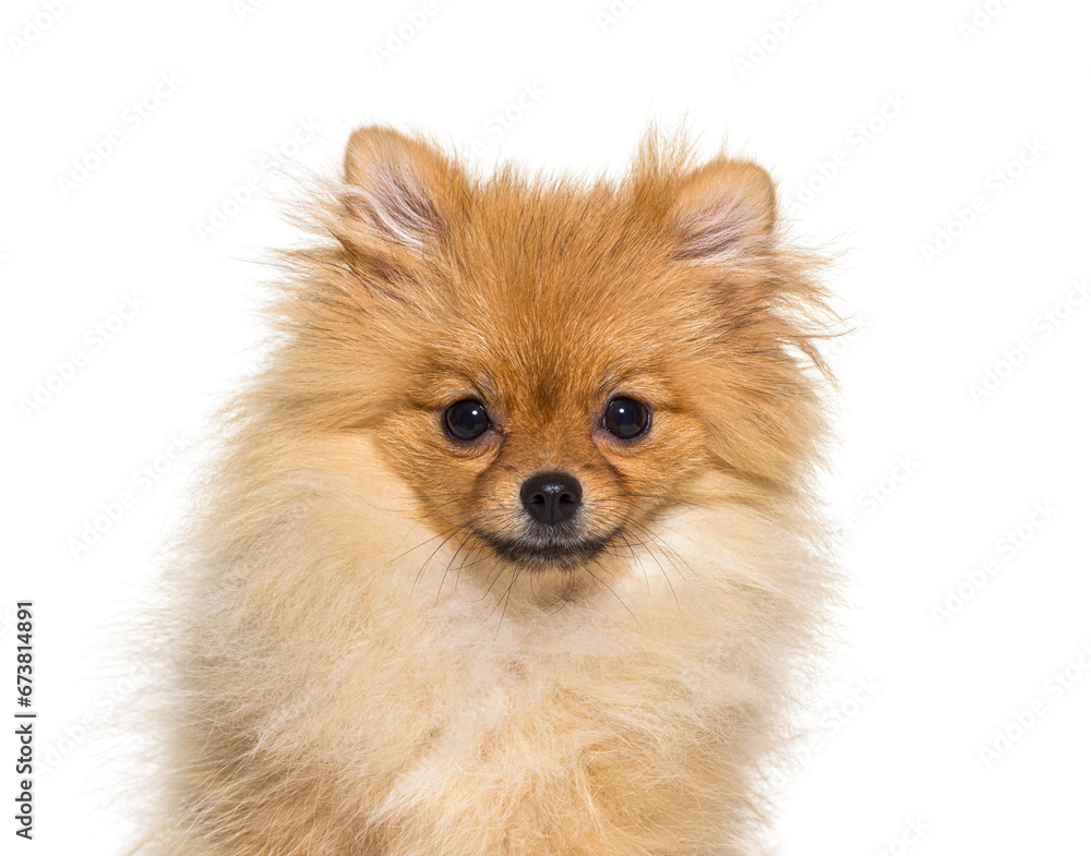 Pomeranian dog isolated on white Pomeranian dog isolated on white