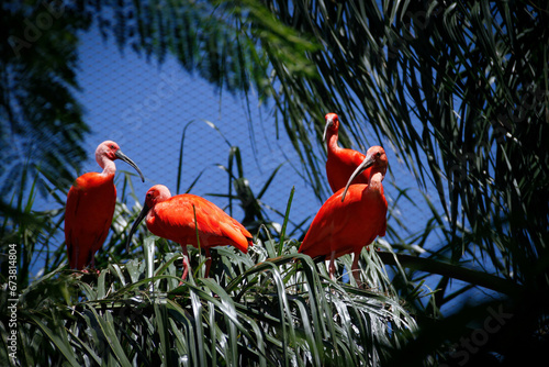 Eudocimus ruber - Scarlet Ibis