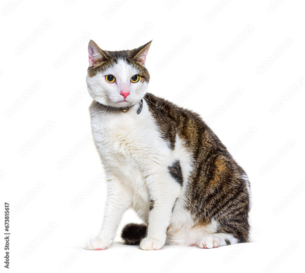 Mixed-breed cat dog isolated on white