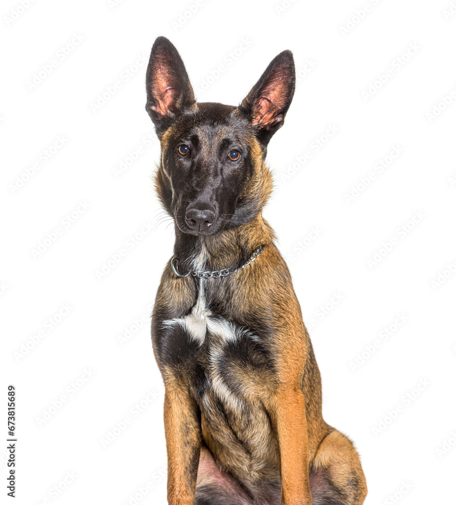 Malinois or tervuren dog isolated on white Malinois or tervuren dog isolated on white