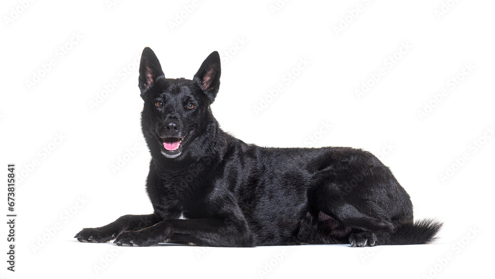 Malinois, Tervuren belgian dog isolated on white Malinois, Tervuren belgian dog isolated on white