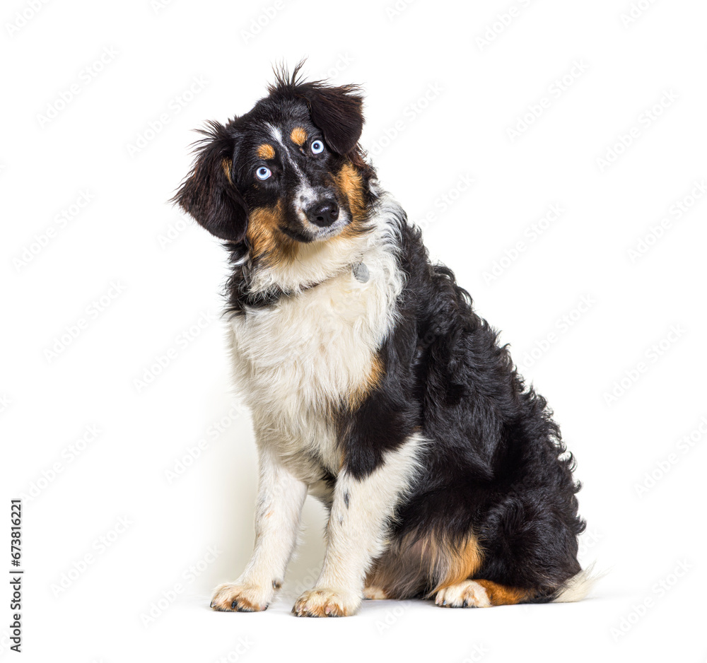 Australian shepherd dog sitting, isolated on white Australian shepherd dog sitting, isolated on white