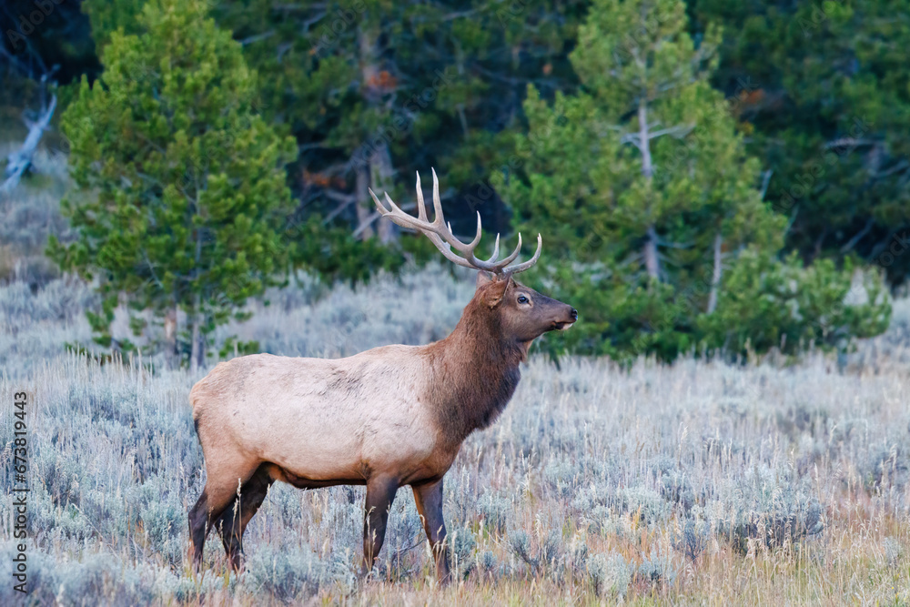 Close up of a Bull elk (Cervus canadensis) standing in meadow near pine trees in Grand Teton National Park, Wyoming during early fall. Close up of a Bull elk (Cervus canadensis) standing in meadow near pine trees in Grand Teton National Park, Wyoming during early fall.
