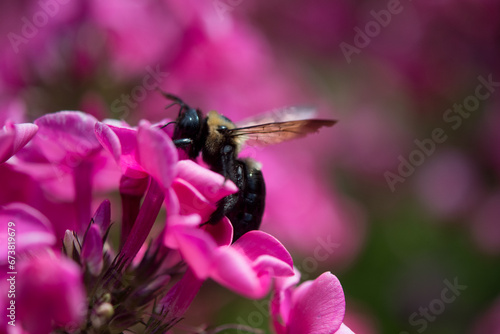 bee on pink flower © Kyle
