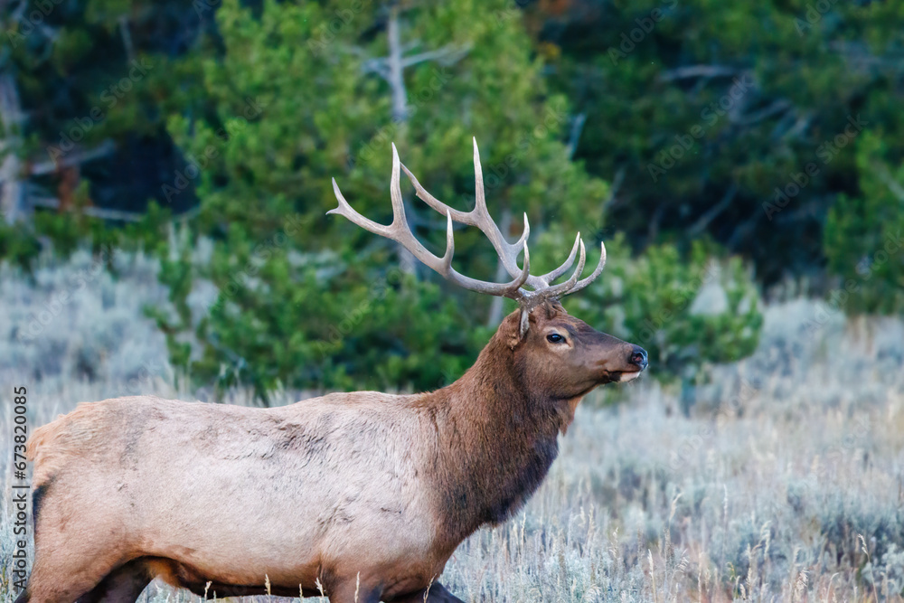 Close up of a Bull elk (Cervus canadensis) standing in meadow near pine trees in Grand Teton National Park, Wyoming during early fall. Close up of a Bull elk (Cervus canadensis) standing in meadow near pine trees in Grand Teton National Park, Wyoming during early fall.