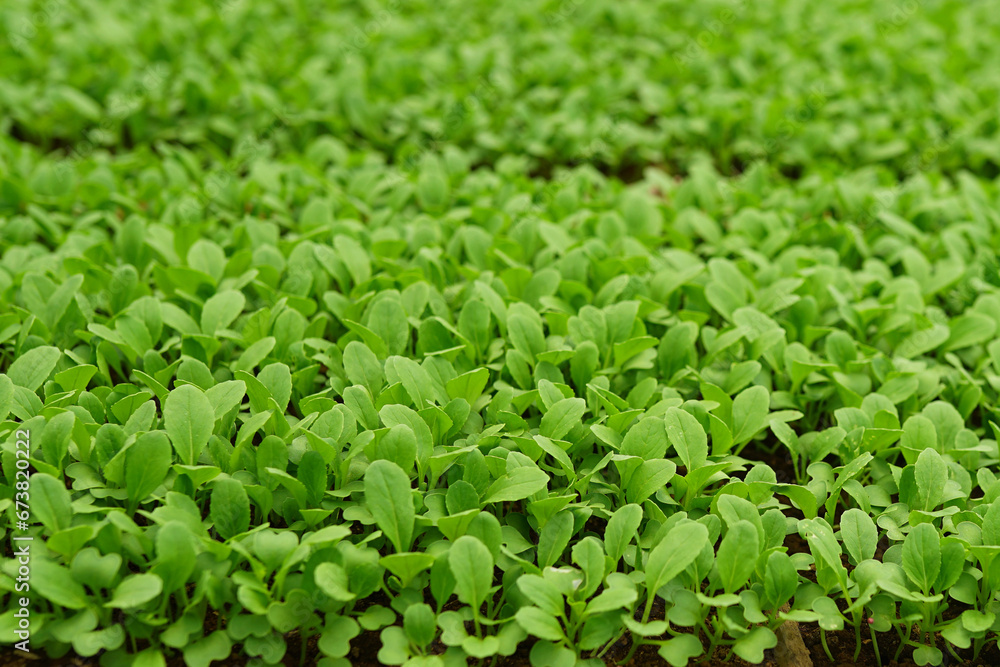 young plant new life ,Green sapling Health Care Food Garden New Life concept. young plant new life ,Green sapling Health Care Food Garden New Life concept.