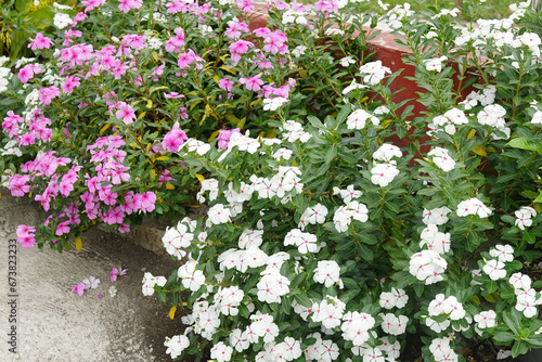 Cosmos flowers are blooming with soft sunshine at Howa koen Park in Tokyo, Japan.
