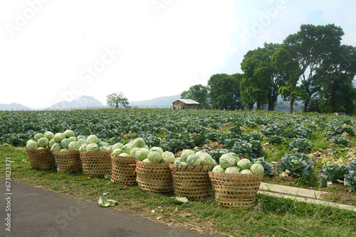 pile of cabbages in a bamboo basket. vegetables after harvest in the garden